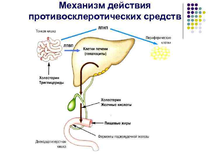 Механизм действия противосклеротических средств 