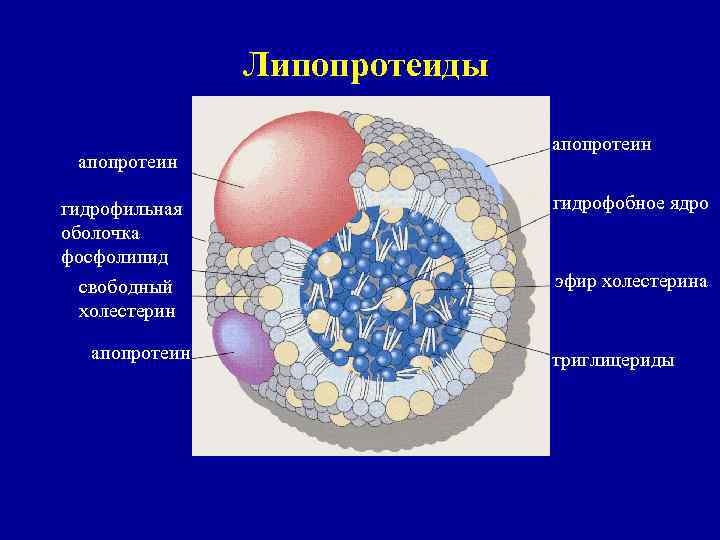 Липопротеиды апопротеин гидрофильная оболочка фосфолипид гидрофобное ядро свободный холестерин эфир холестерина апопротеин триглицериды 