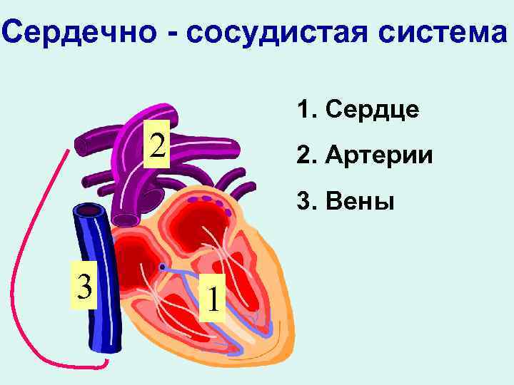 Сердечно - сосудистая система 1. Сердце 2 2. Артерии 3. Вены 3 1 