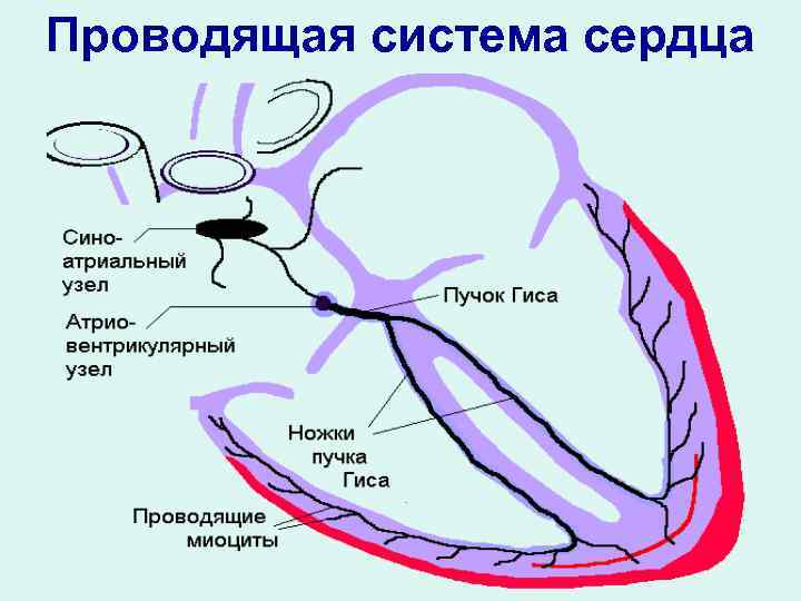 Проводящая система сердца 