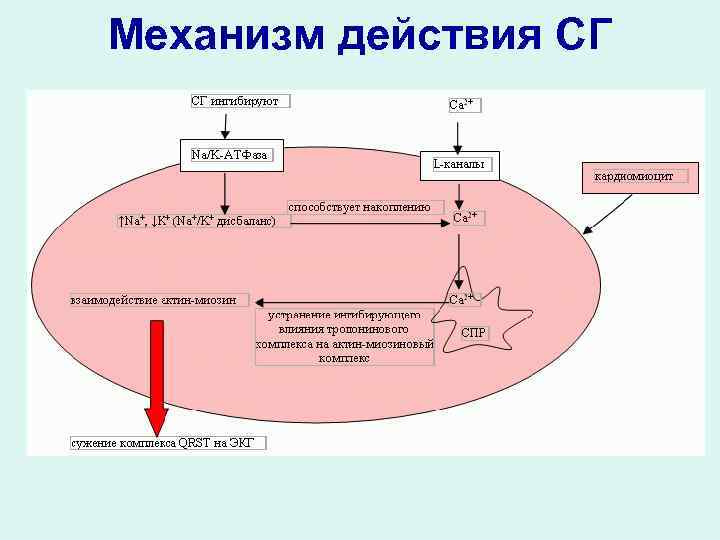 Механизм действия СГ 