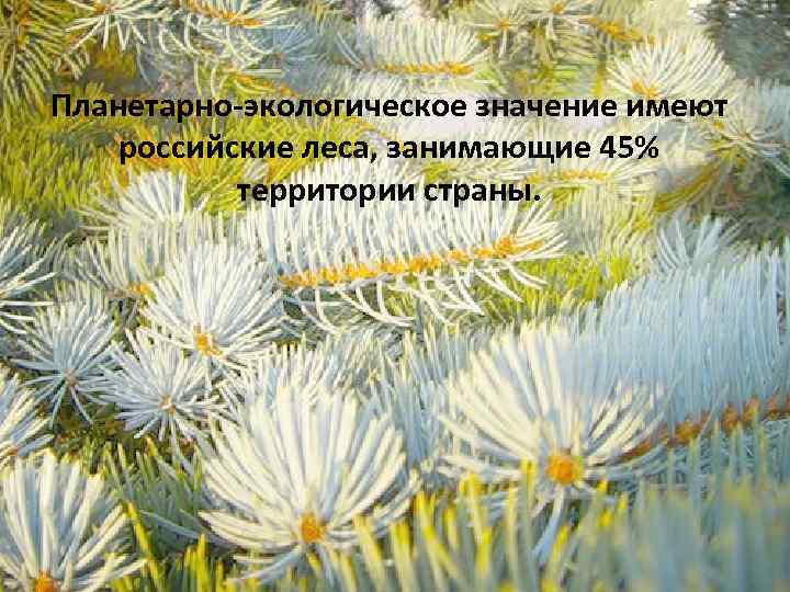 Планетарно-экологическое значение имеют российские леса, занимающие 45% территории страны. 