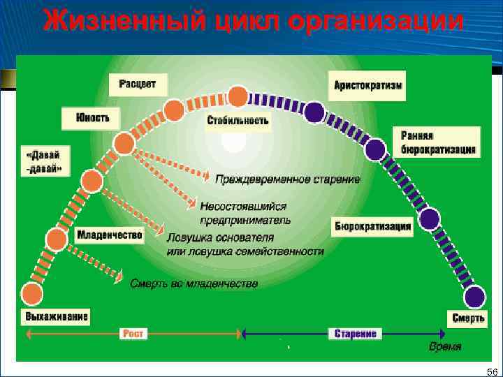 Жизненный цикл организации 56 