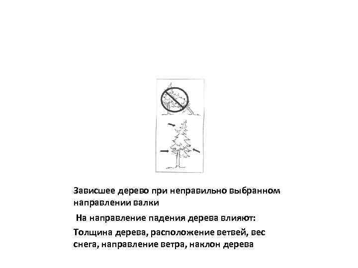 Зависшее дерево при неправильно выбранном направлении валки На направление падения дерева влияют: Толщина дерева,