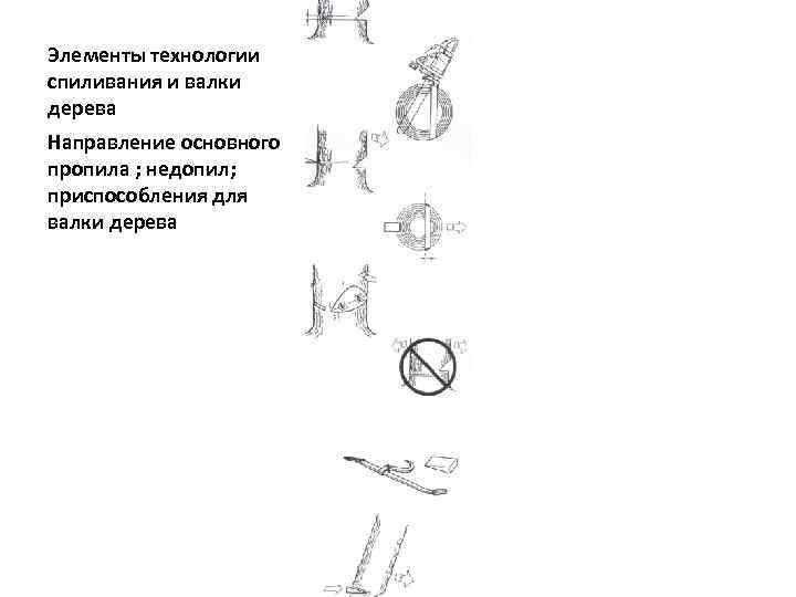 Элементы технологии спиливания и валки дерева Направление основного пропила ; недопил; приспособления для валки