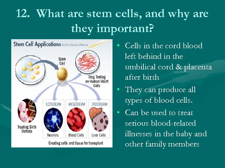 12. What are stem cells, and why are they important? • Cells in the