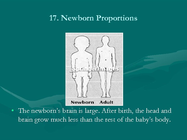 17. Newborn Proportions • The newborn’s brain is large. After birth, the head and