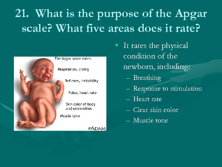 21. What is the purpose of the Apgar scale? What five areas does it