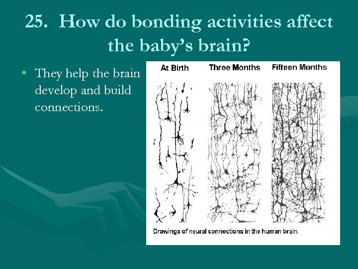 25. How do bonding activities affect the baby’s brain? • They help the brain