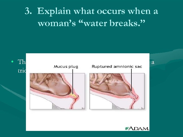 3. Explain what occurs when a woman’s “water breaks. ” • The amniotic sac