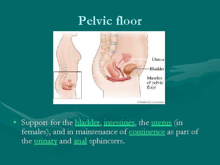 Pelvic floor • Support for the bladder, intestines, the uterus (in females), and in