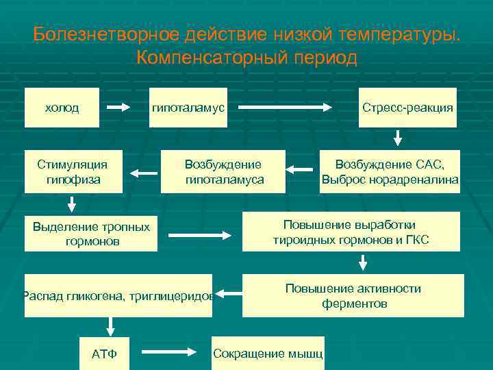 Болезнетворное действие низкой температуры. Компенсаторный период холод гипоталамус Стимуляция гипофиза Возбуждение гипоталамуса Возбуждение САС,