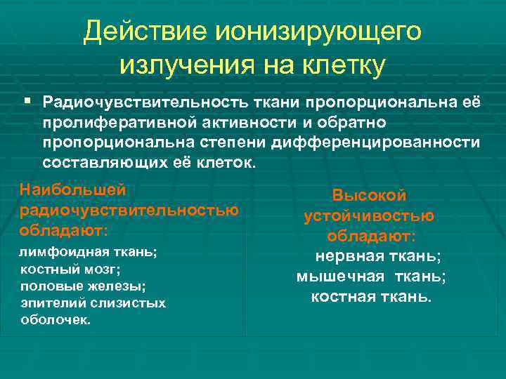 Действие ионизирующего излучения на клетку § Радиочувствительность ткани пропорциональна её пролиферативной активности и обратно