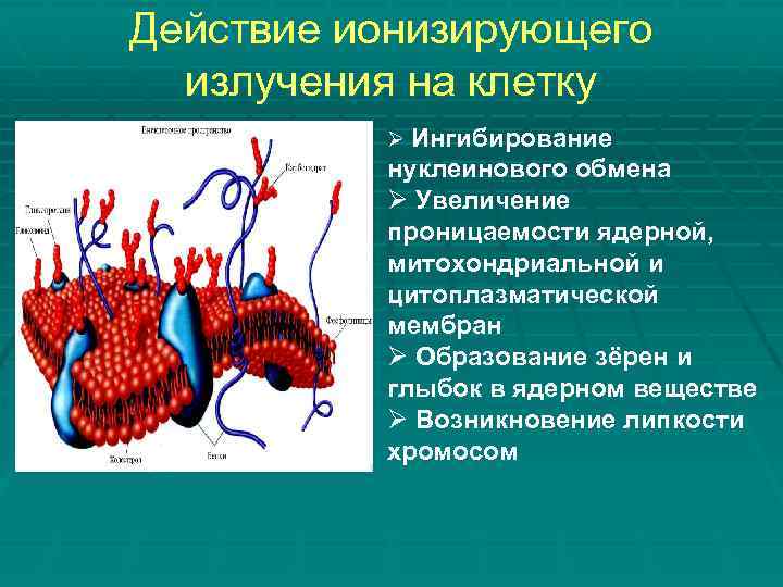 Действие ионизирующего излучения на клетку Ø Ингибирование нуклеинового обмена Ø Увеличение проницаемости ядерной, митохондриальной