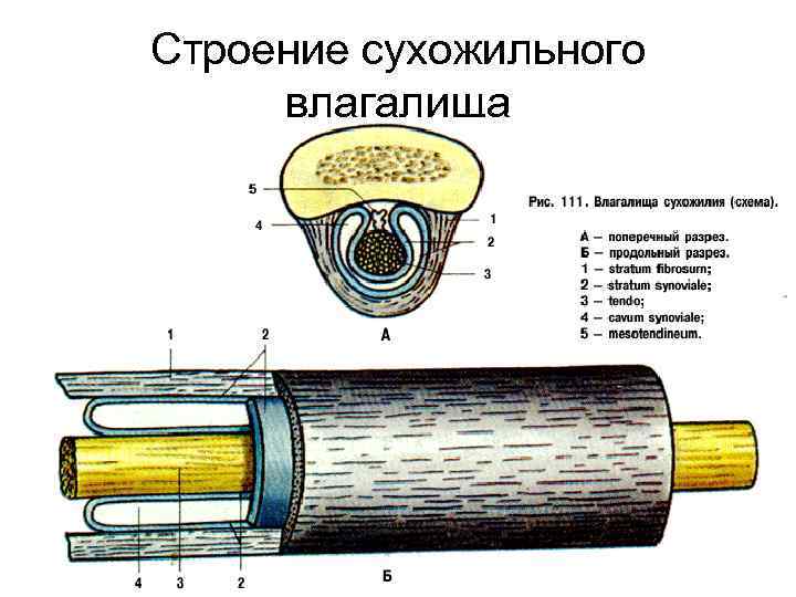 Строение пизды фото