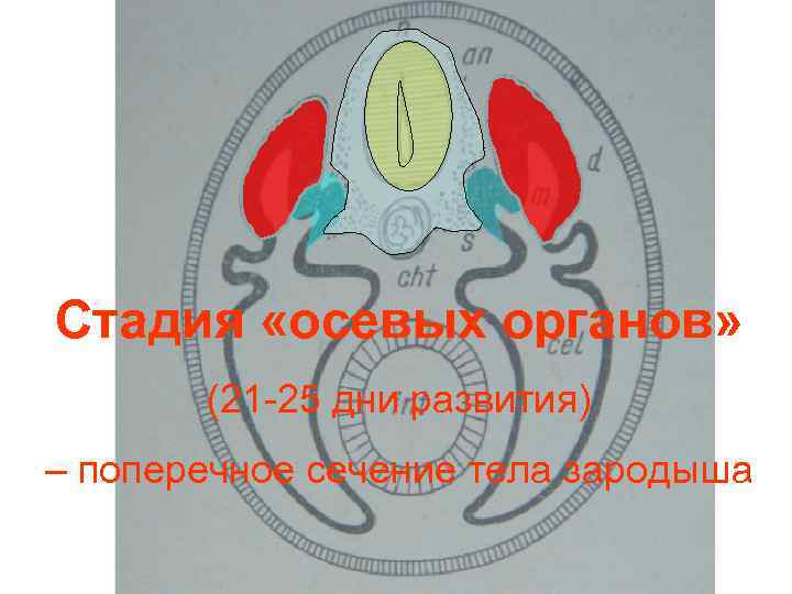 Стадия «осевых органов» (21 -25 дни развития) – поперечное сечение тела зародыша 