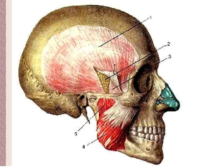 Височная область. Поверхностная фасция височной мышцы. Височная фасция головы анатомия. Жевательная фасция анатомия. Жевательные мышцы головы анатомия.