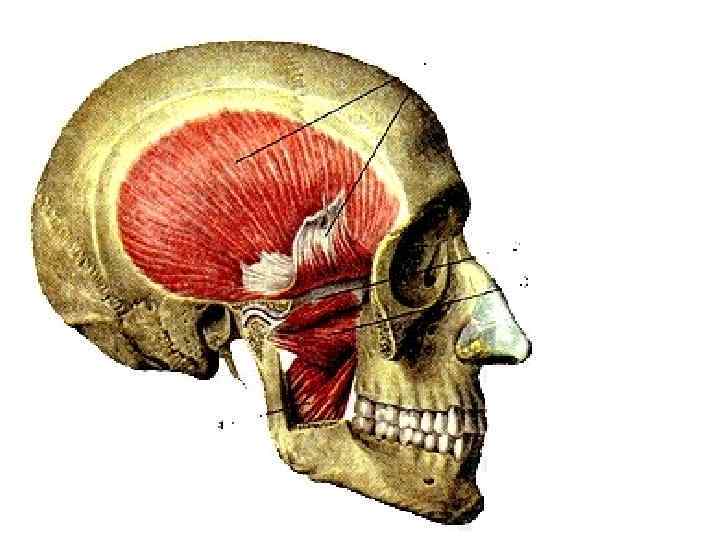 Латеральная крыловидная мышца. Жевательная мышца (m. Masseter). Жевательные мышцы латеральная крыловидная. M Masseter мышца. Ход волокон жевательной мышцы (m. Masseter):.