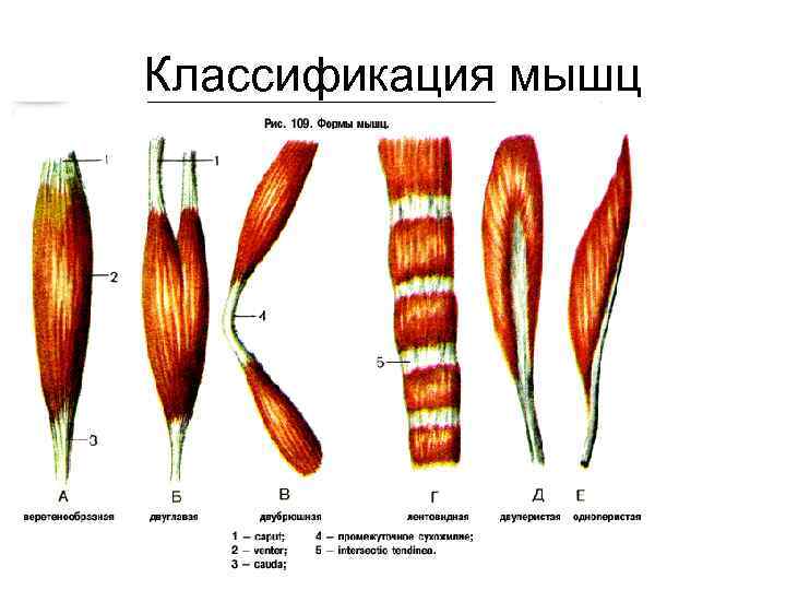 Классификация мышц 