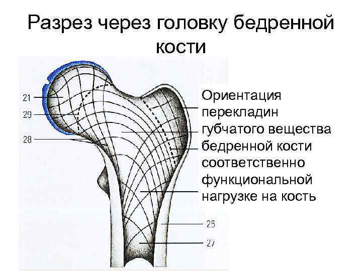 Разрез через головку бедренной кости Ориентация перекладин губчатого вещества бедренной кости соответственно функциональной нагрузке