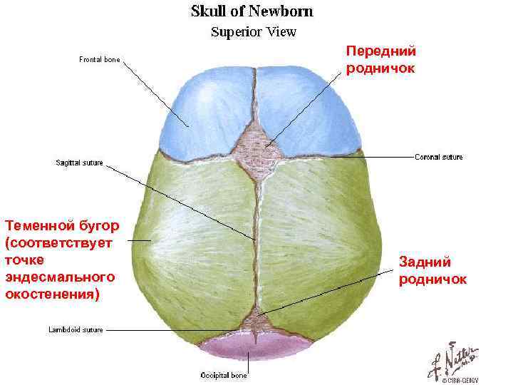 Передний родничок Теменной бугор (соответствует точке эндесмального окостенения) Задний родничок 
