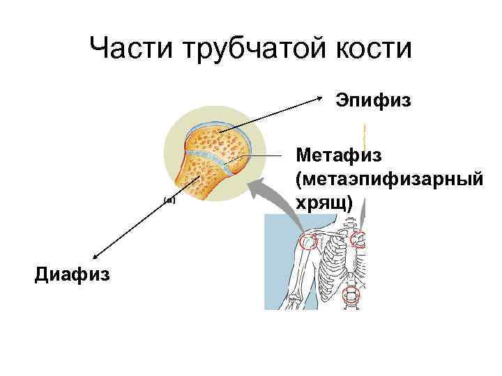 Эпифизарный хрящ