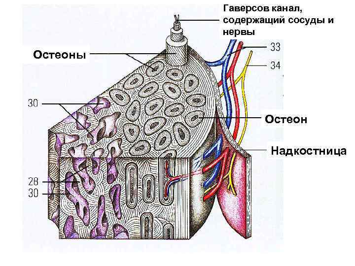 Рисунок костного канальца