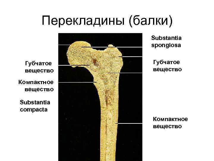 Где находится губчатое вещество кости