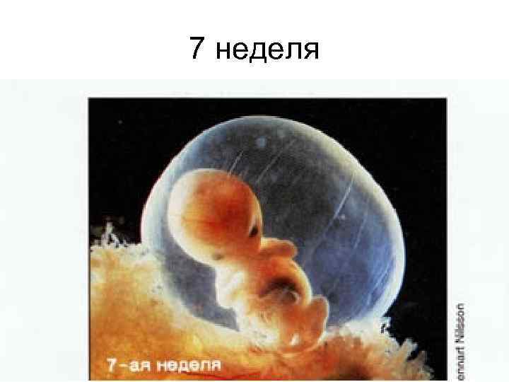 7 неделя 