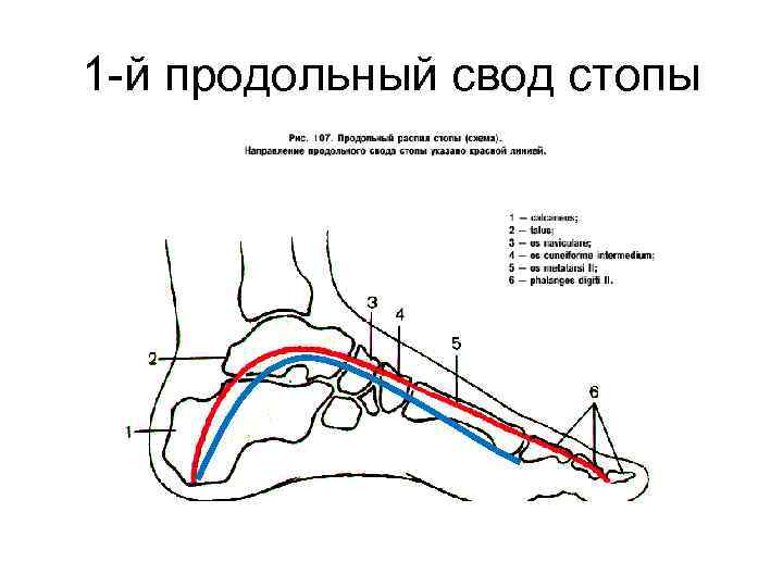 Где находится свод стопы фото у человека