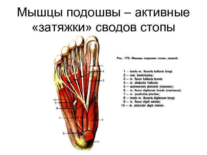 Мышцы подошвы