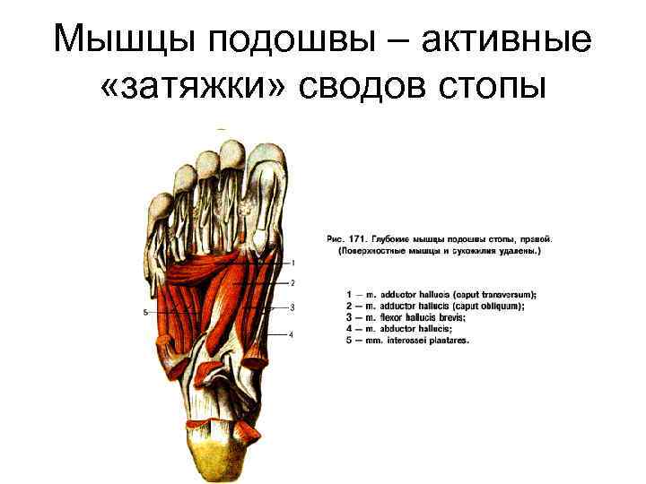 Квадратная мышца подошвы