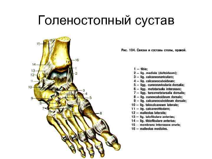Голеностопный сустав 