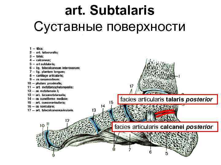 art. Subtalaris Суставные поверхности facies articularis talaris posterior facies articularis calcanei posterior 