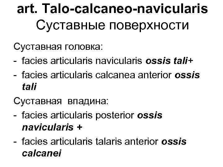 art. Talo-calcaneo-navicularis Суставные поверхности Суставная головка: - facies articularis navicularis ossis tali+ - facies
