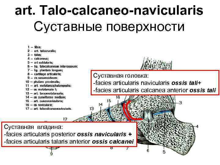 art. Talo-calcaneo-navicularis Суставные поверхности Суставная головка: -facies articularis navicularis ossis tali+ -facies articularis calcanea