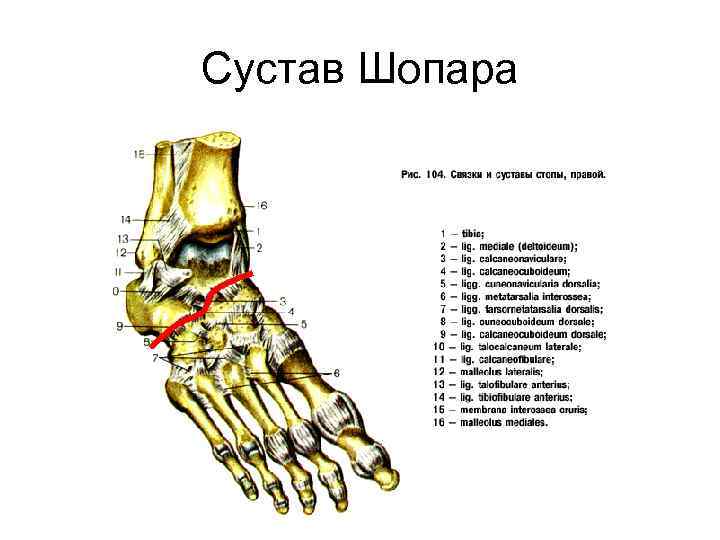 Топографическая анатомия стопы презентация