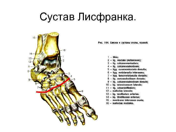 Шопаров и лисфранков суставы