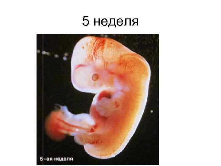 5 неделя 