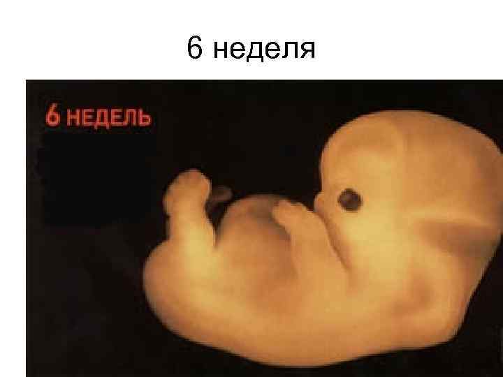 6 неделя 