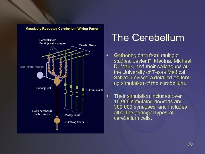 The Cerebellum • Gathering data from multiple studies, Javier F. Medina, Michael D. Mauk,