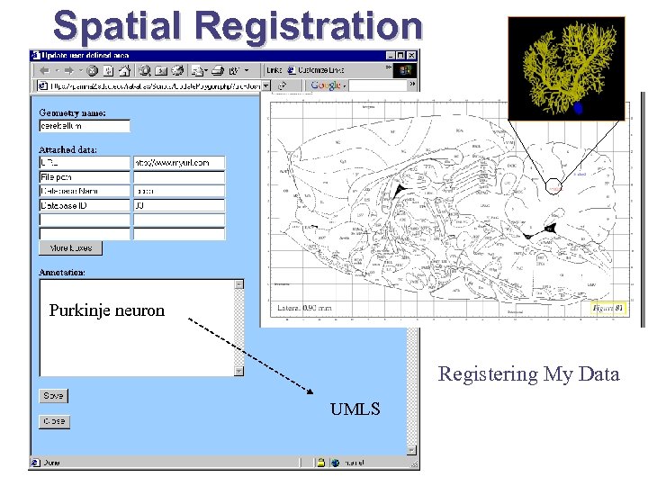 Spatial Registration Purkinje neuron Registering My Data UMLS 