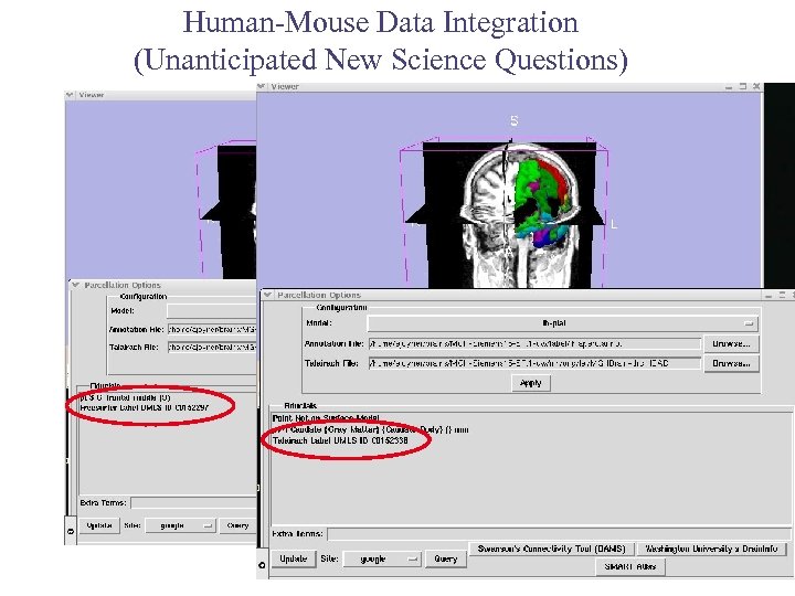 Human-Mouse Data Integration (Unanticipated New Science Questions) Query Atlas (3 D Slicer) -Alex Joyner,