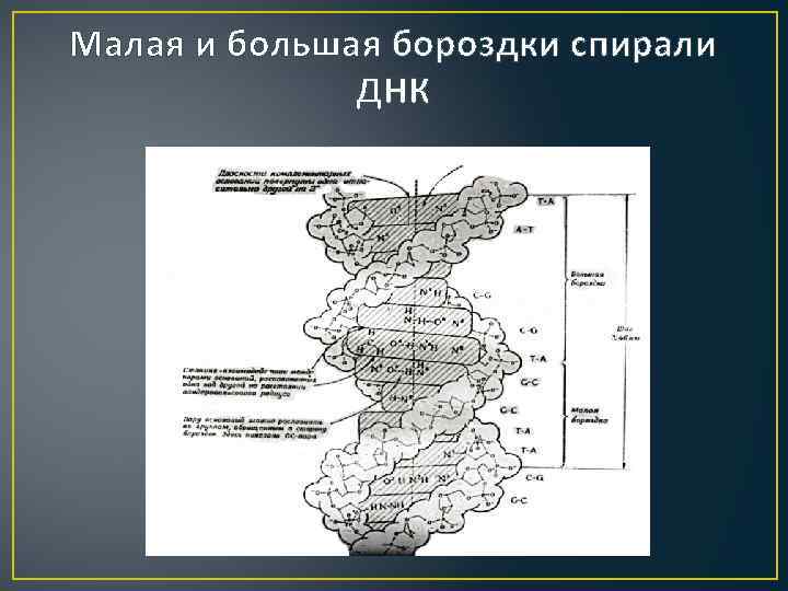 Малая и большая бороздки спирали ДНК 