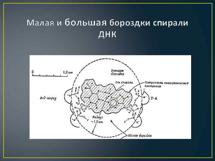 Малая и большая бороздки спирали ДНК 