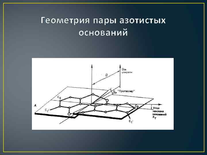 Геометрия пары азотистых оснований 