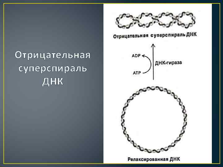 Отрицательная суперспираль ДНК 