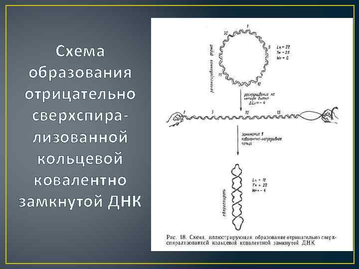 Схема образования отрицательно сверхспирализованной кольцевой ковалентно замкнутой ДНК 