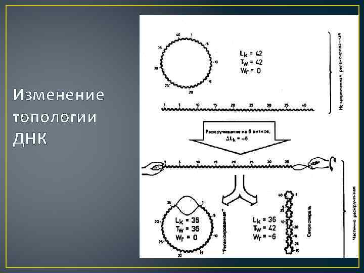 Изменение топологии ДНК 