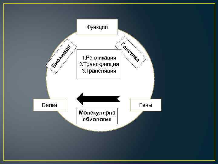 Функции ох Би ка Белки ти не им и я Ге 1. Репликация 2.